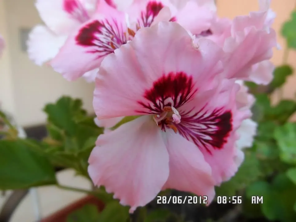 Gardenia Apartments Primorsko 0*,  Bulgária